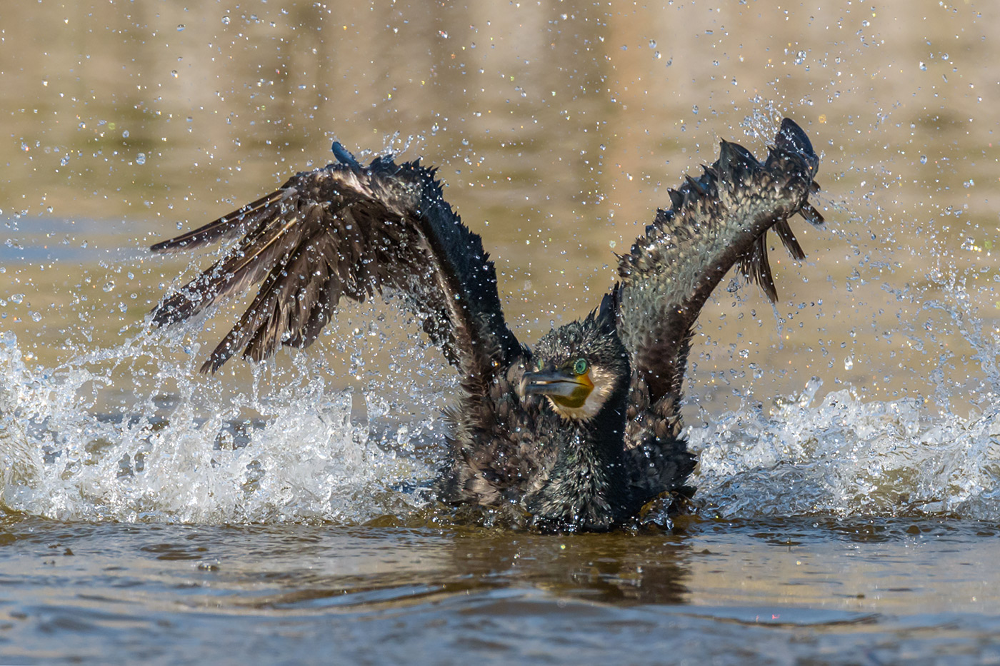 Il bagnetto del cormorano