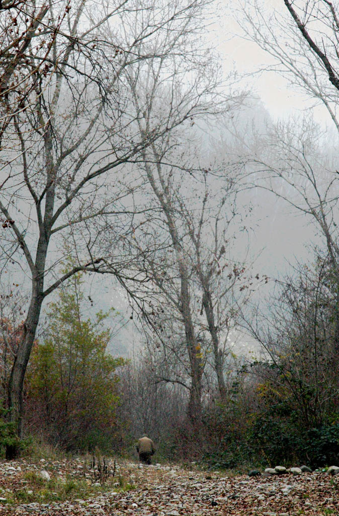 scomparendo nel bosco..
