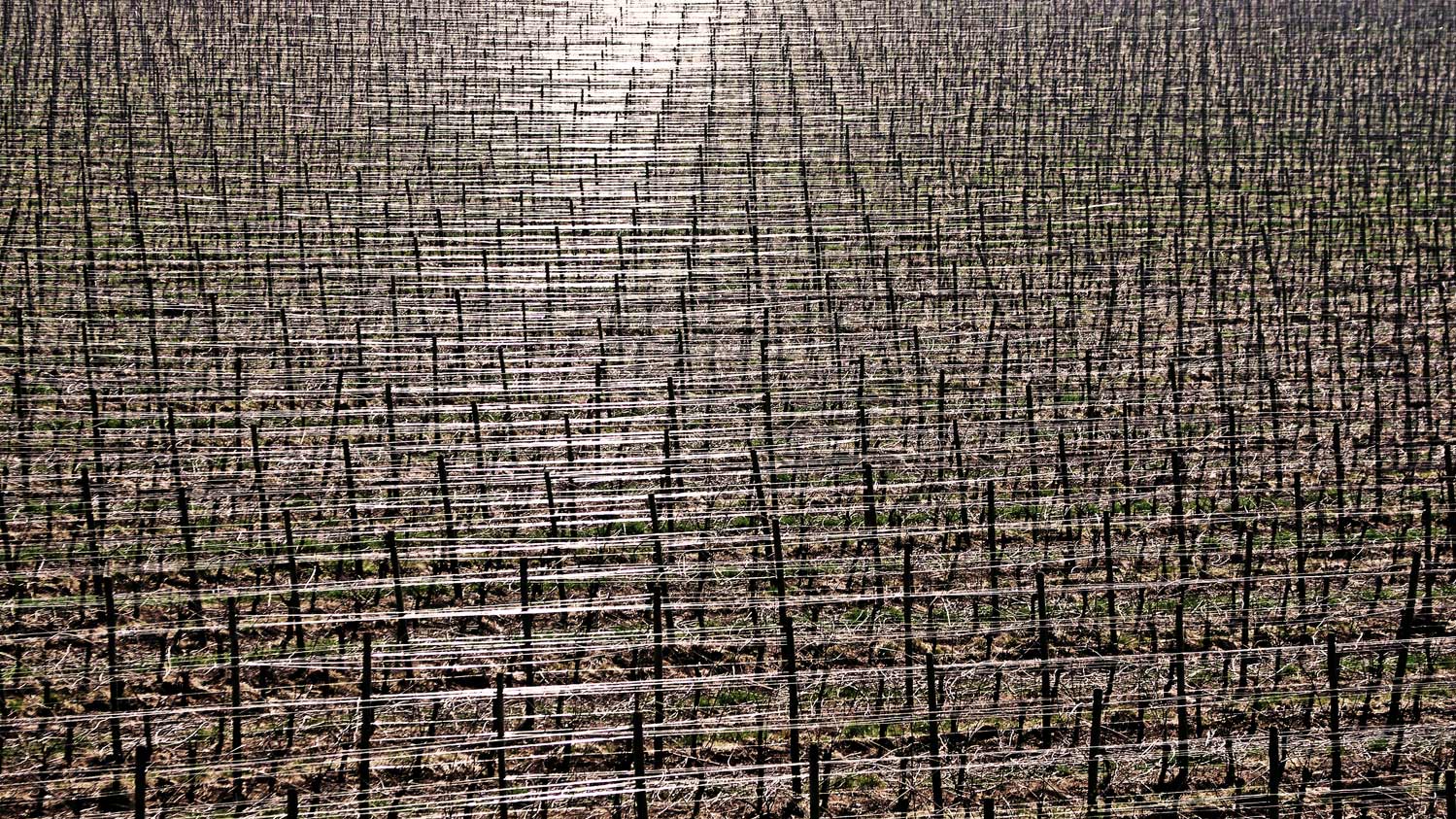 Groviglio di filari di viti