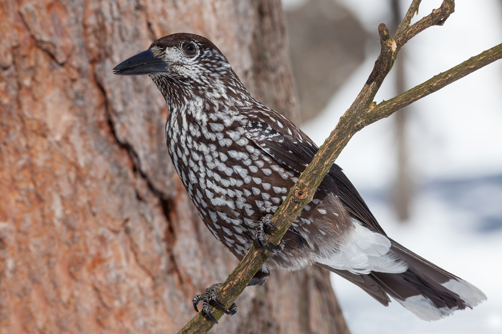Nocciolaia (Nucifraga caryocatactes, Linnaeus 1758)