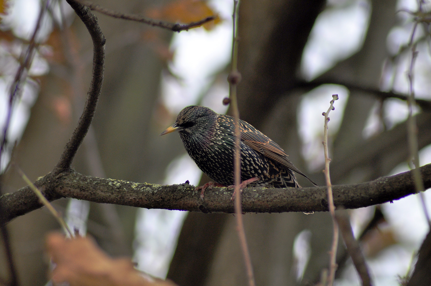 Simpatico chiacchierone