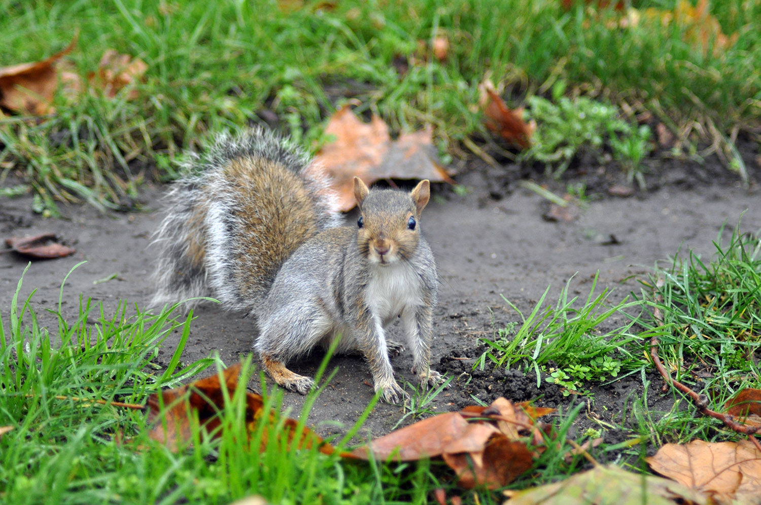 Chi sei? Hai ghiande?
