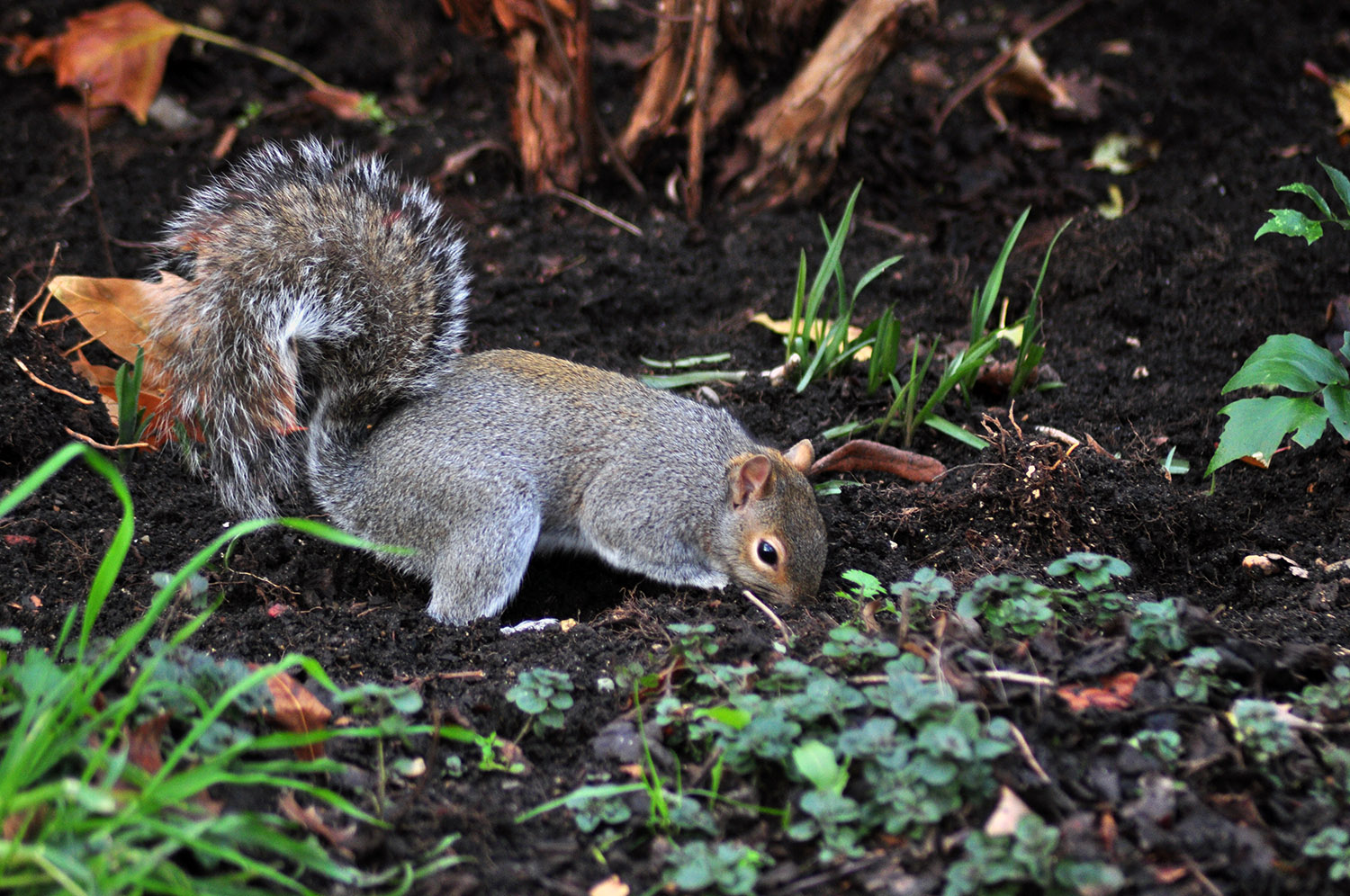 Dove avevo messo la ghianda?!
