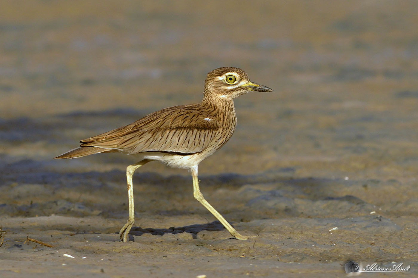 Burhinus oedicnemus ( occhione )