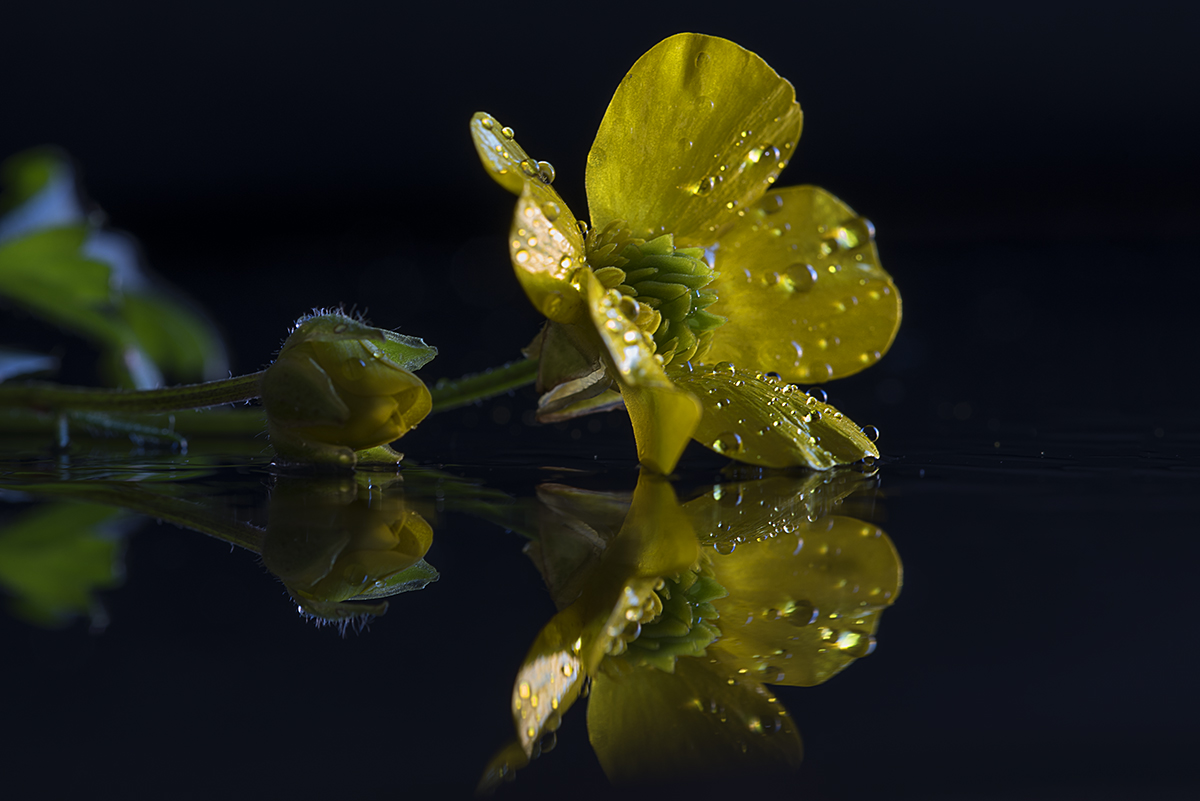 fior..di potentilla reptans