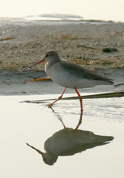 Totano Moro in abito invernale