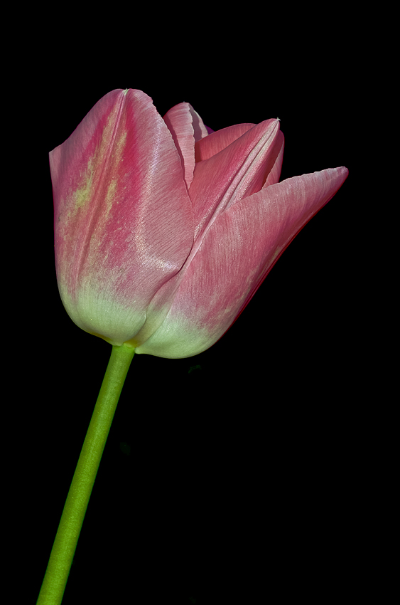 Tulipano(1)