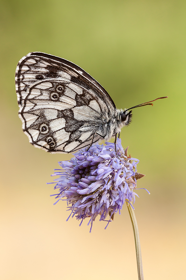 Melanargia galathea
