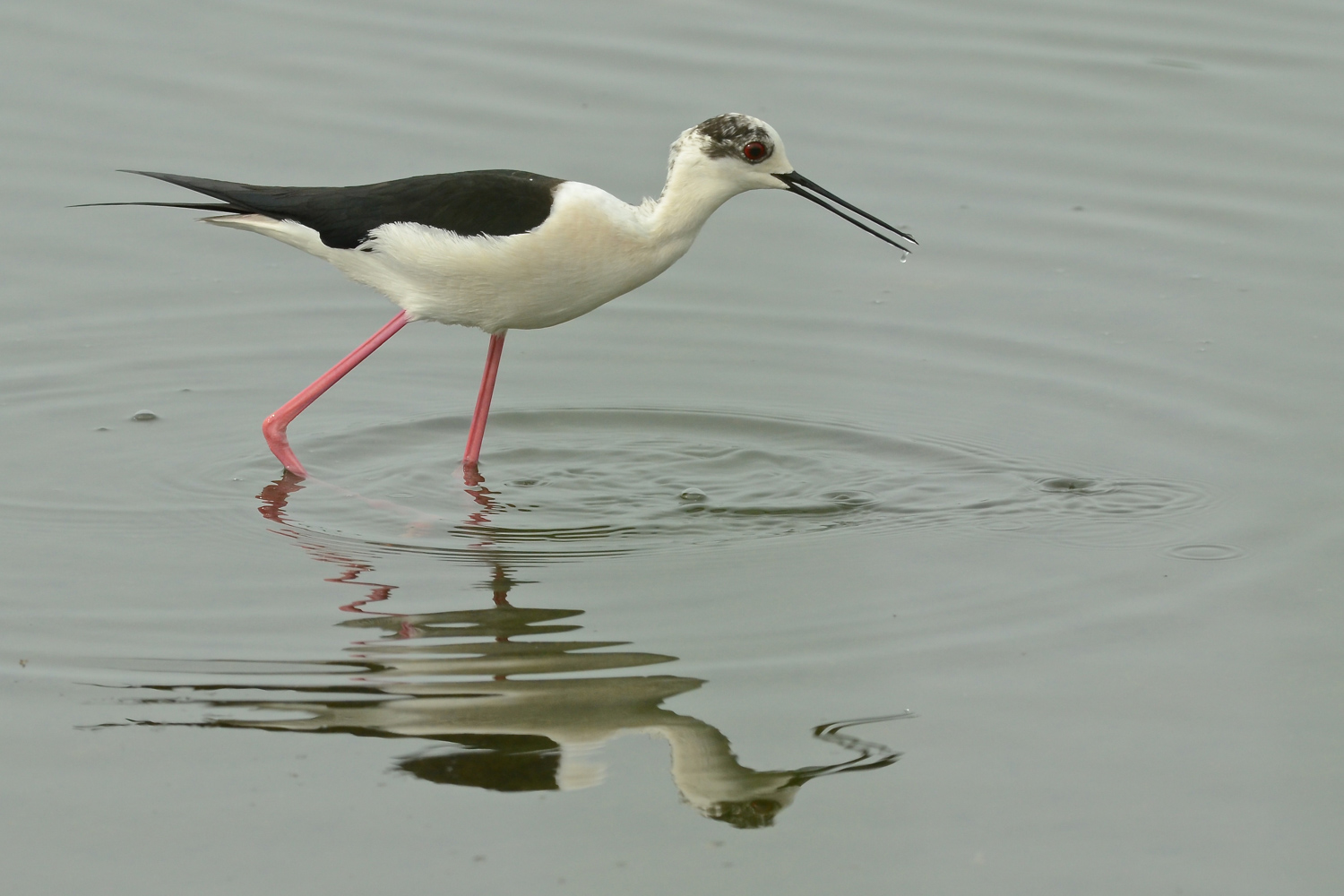 Ancora un cavaliere...