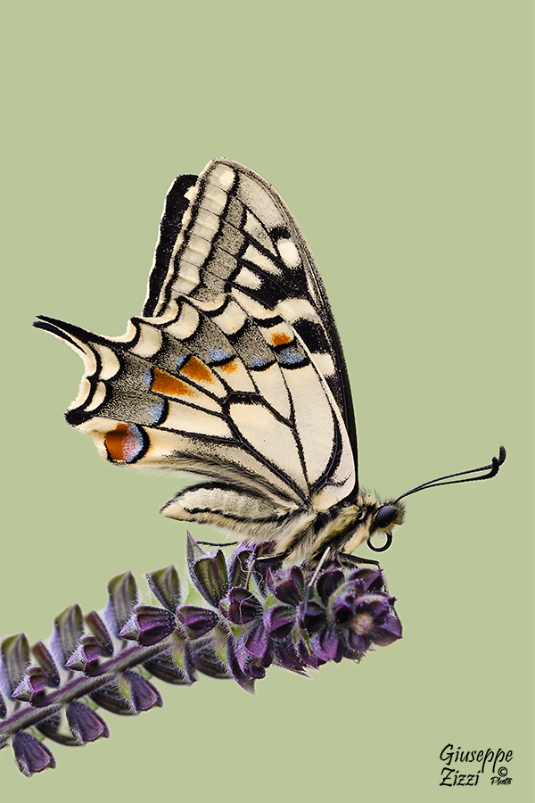 Papilio MAchaon