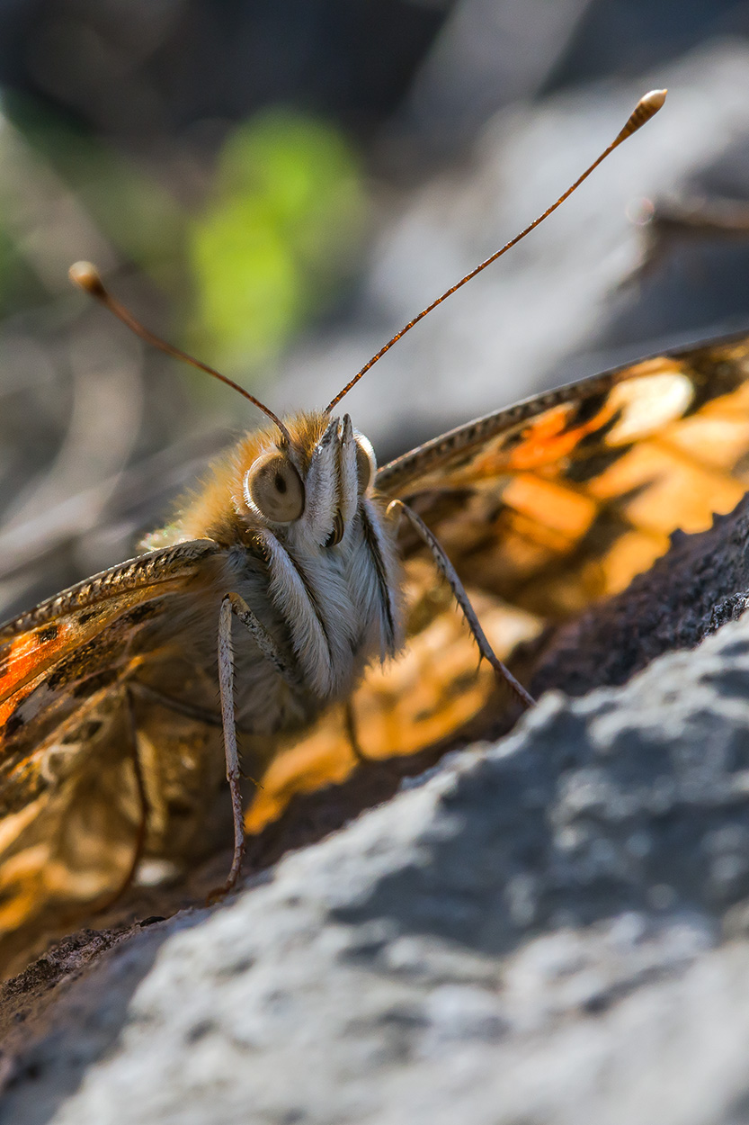 Vanessa Cardui