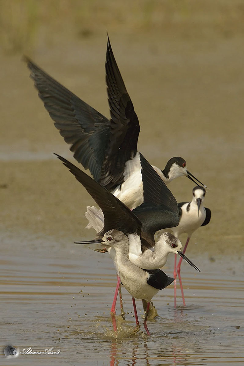 Cavalieri in piramide
