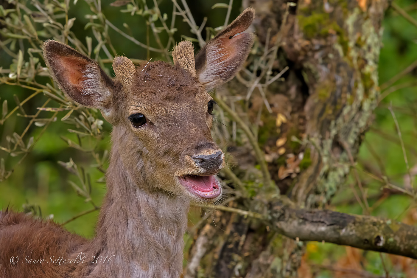 Incontro ravvicinato