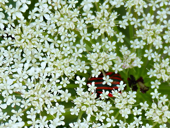 *** No comment del Luned� ***