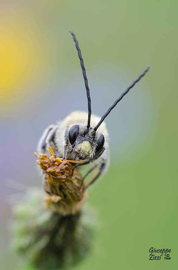 Eucera Longicornis
