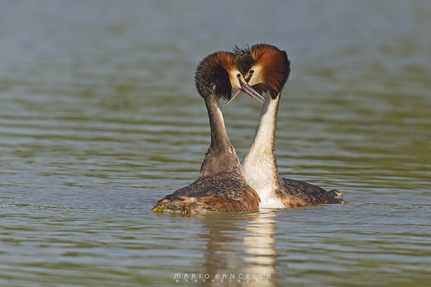 Danza nuziale degli Svassi maggiore