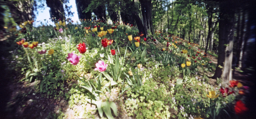 tulipanomania ;/) pinhole