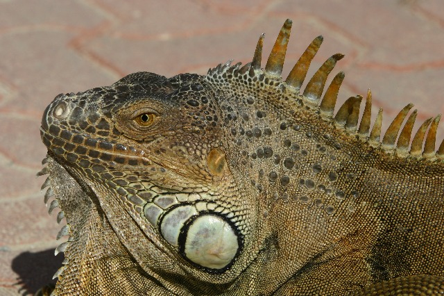 Iguana