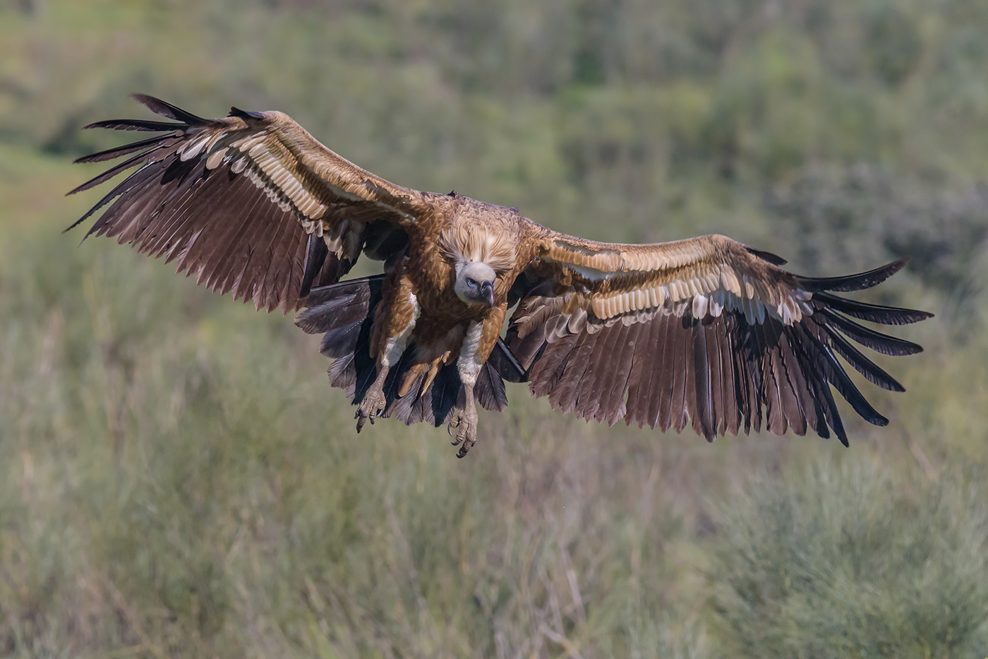 La maestosit� del grifone