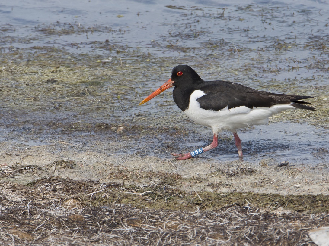 Beccaccia di Mare con la "targa"