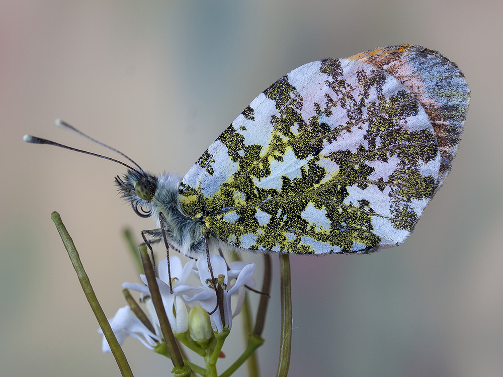 anthocharis cardamines