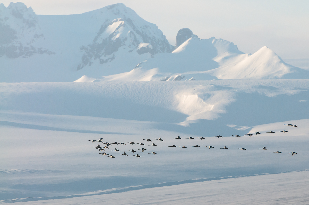 I cigni ed il ghiacciaio