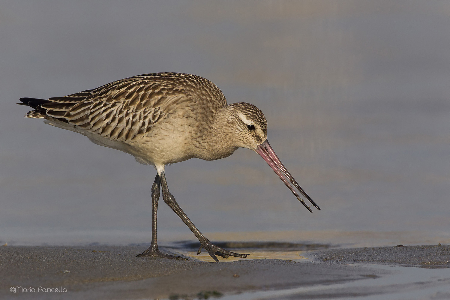 Pittima minore (Limosa lapponica)