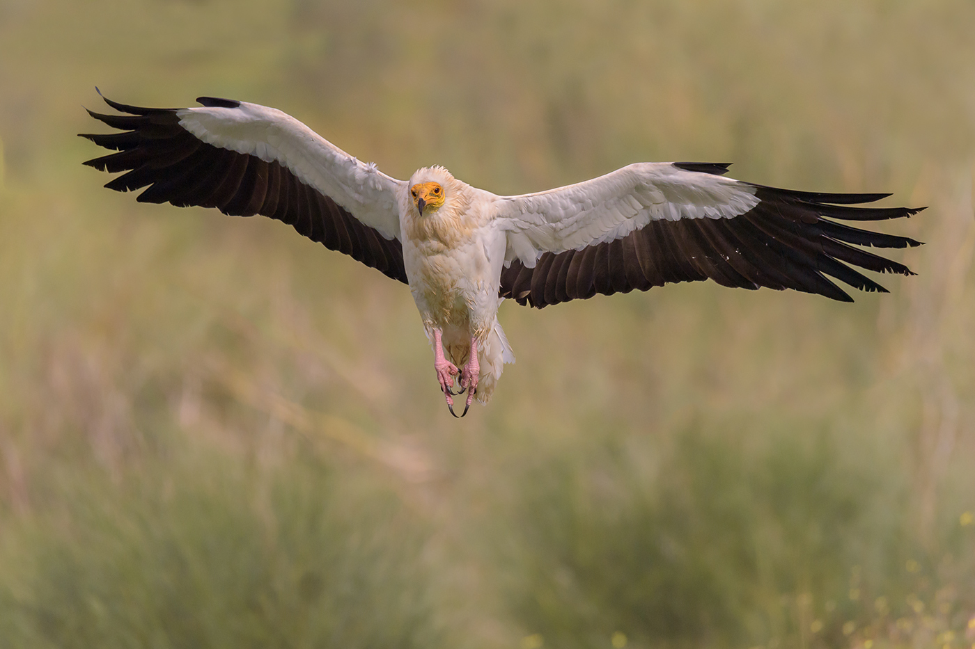 Capovaccaio in spirito santo