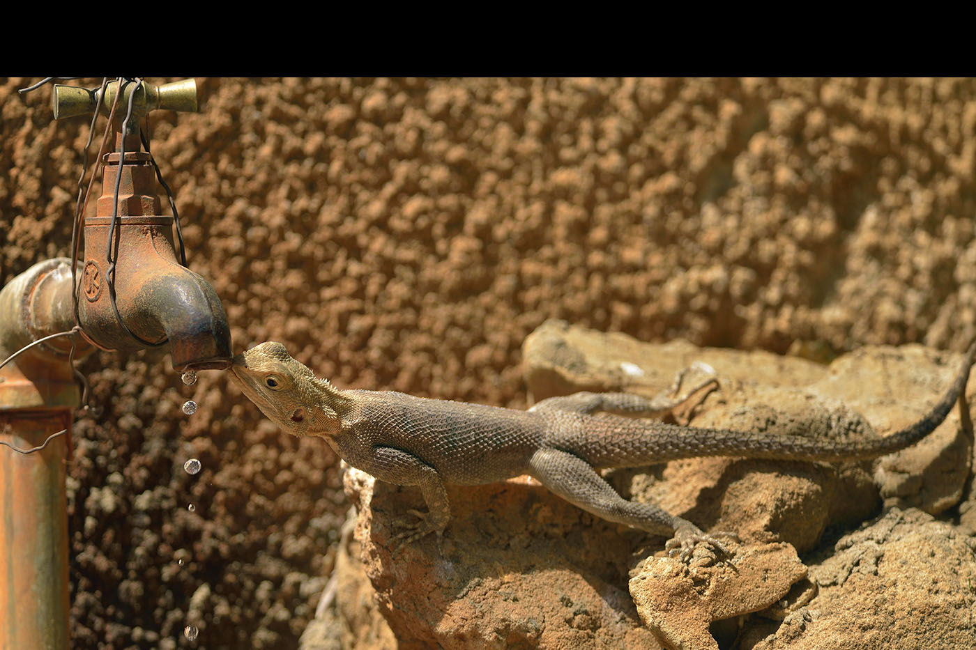 Quando la sete prende...