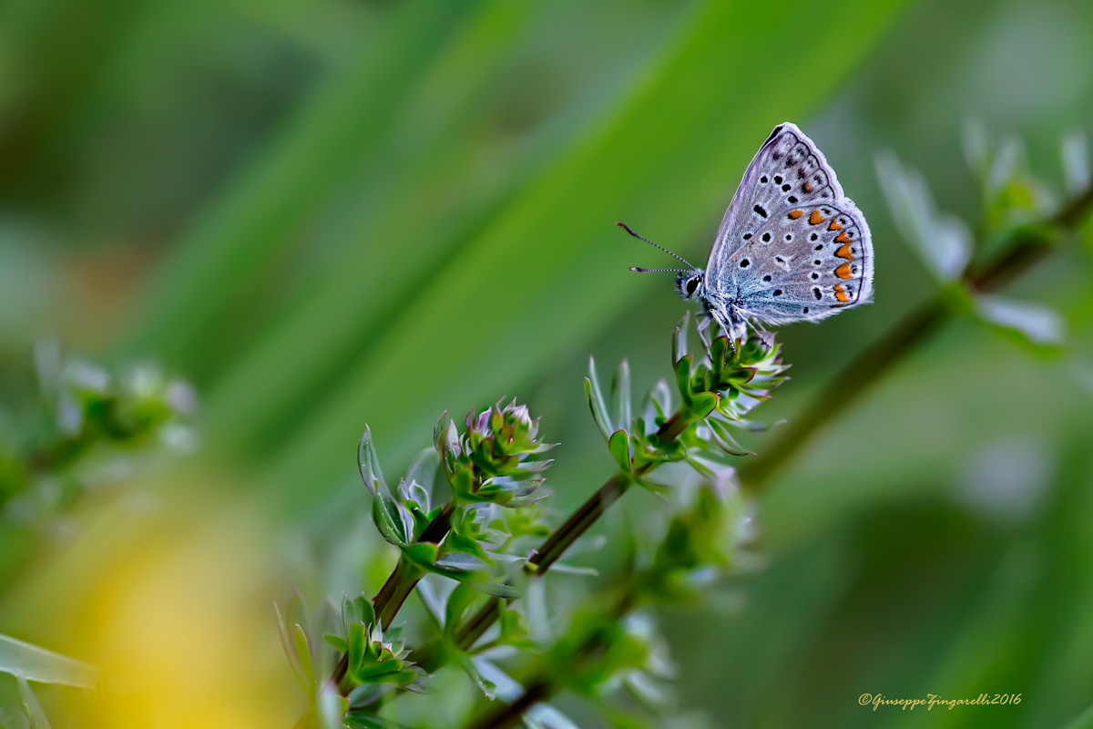 l'altra faccia della licedine