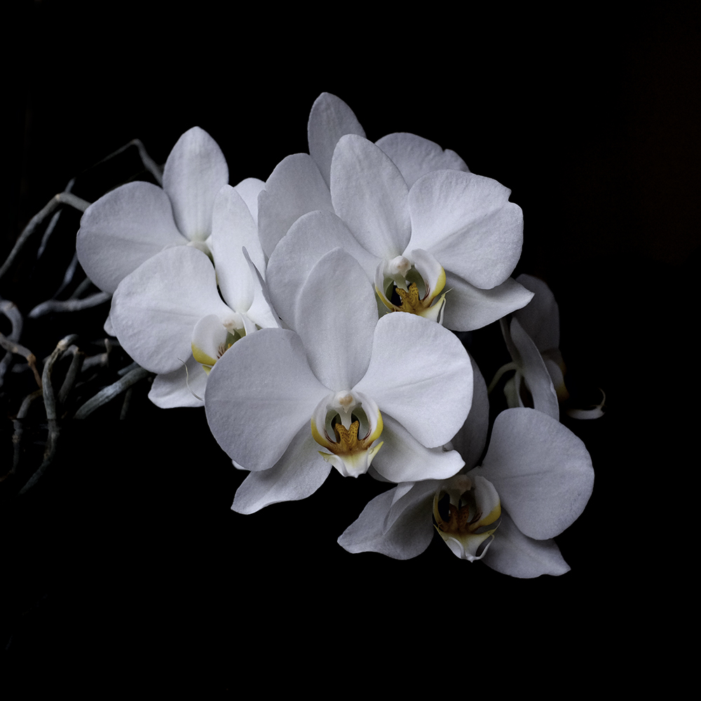 Orchidea bianca