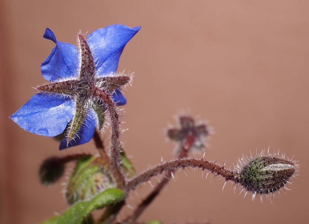 Borago Officinalis