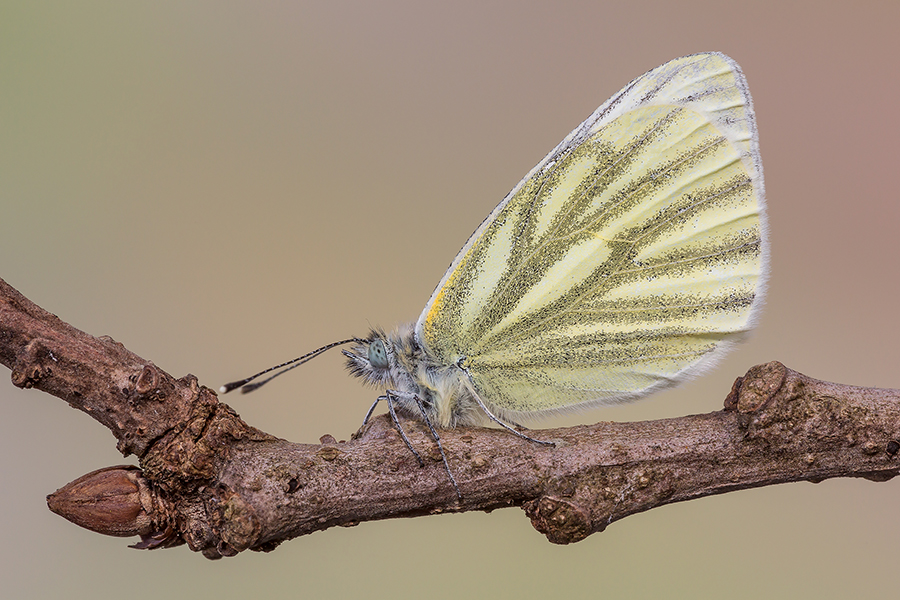 Pieris napi