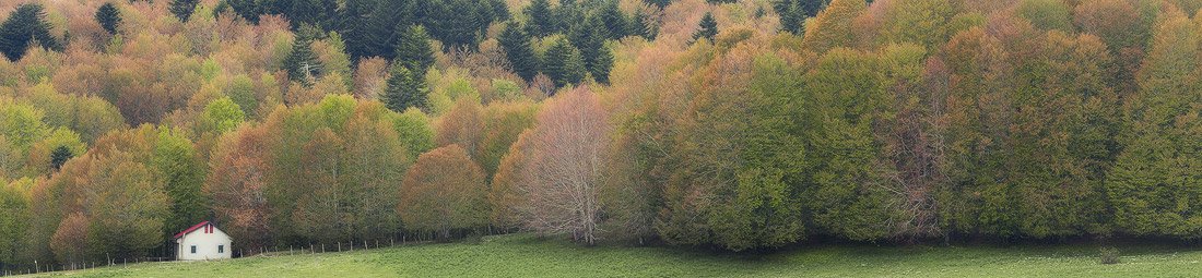 Quella casa nel bosco