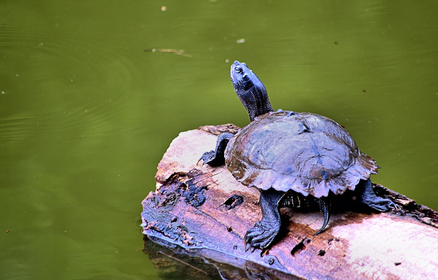 mi voglio abbronzare