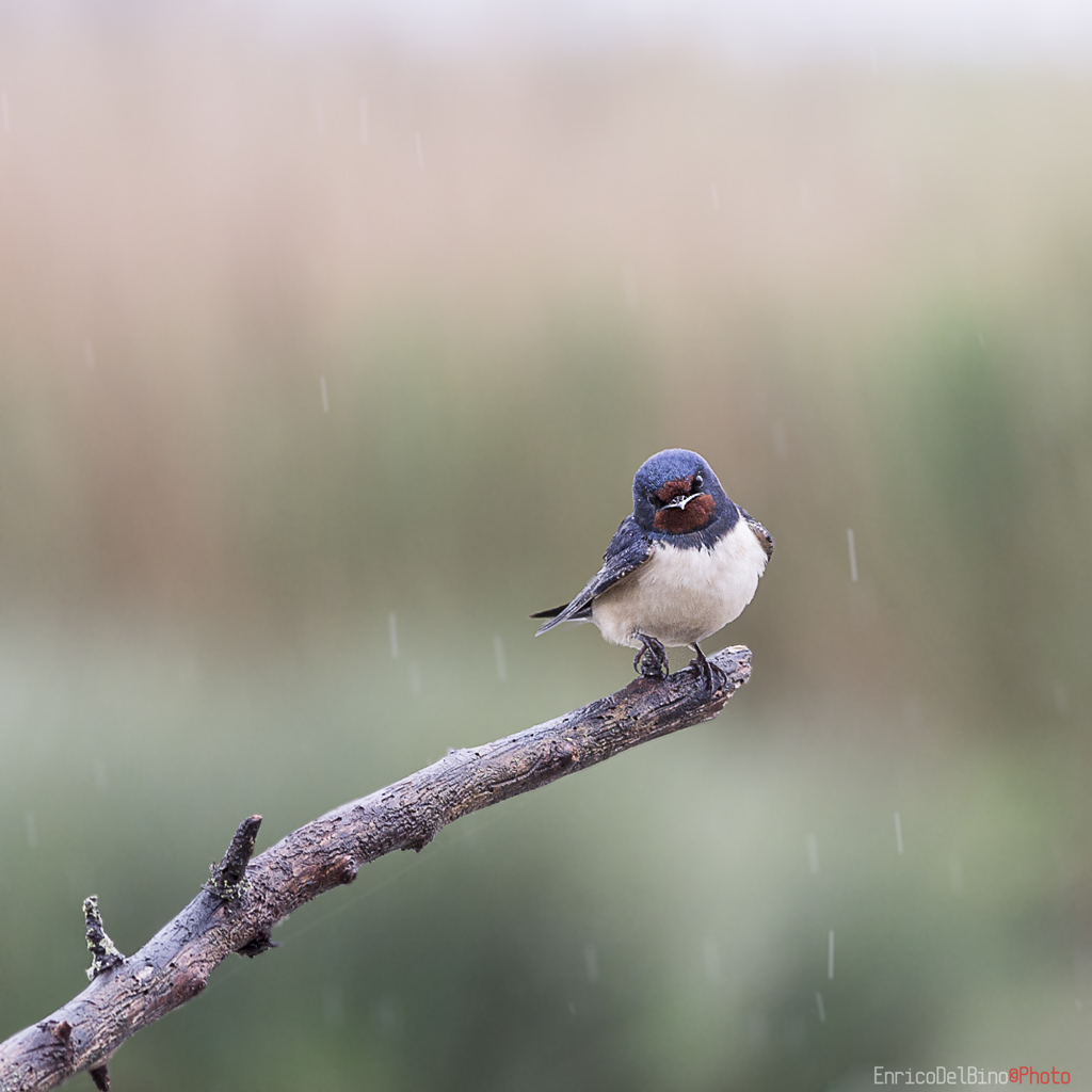 cxxo vuoi!? (sotto la pioggia)