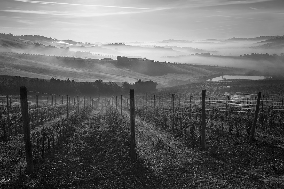 Vigna e un po' di piu'