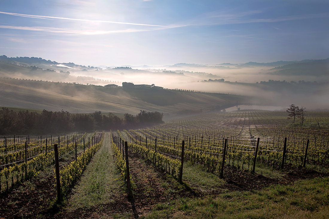 vigna e ancora un po' di pi�