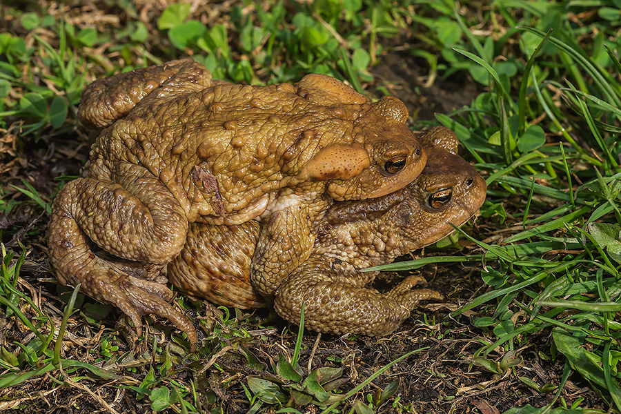 Nelle favole basterebbe un bacio.