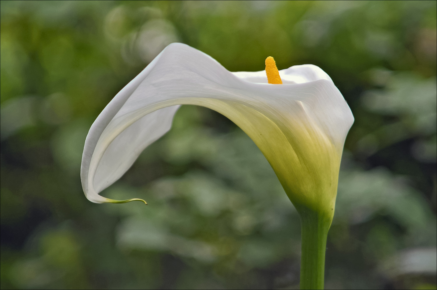 Calla