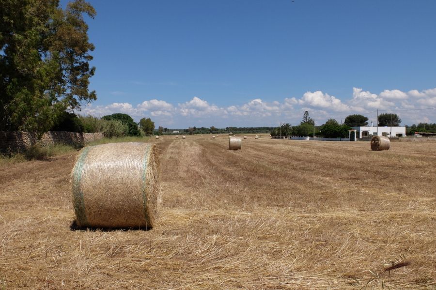 Balle di fieno