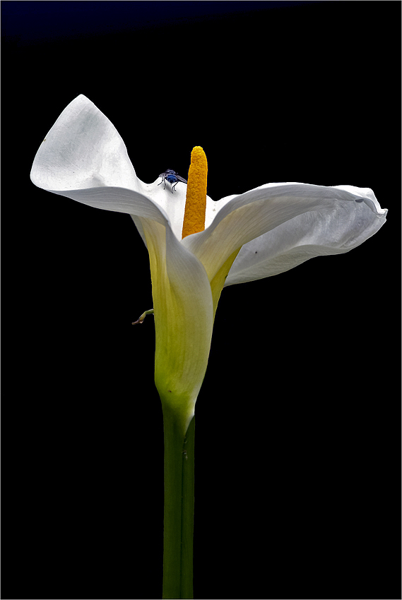 Calla