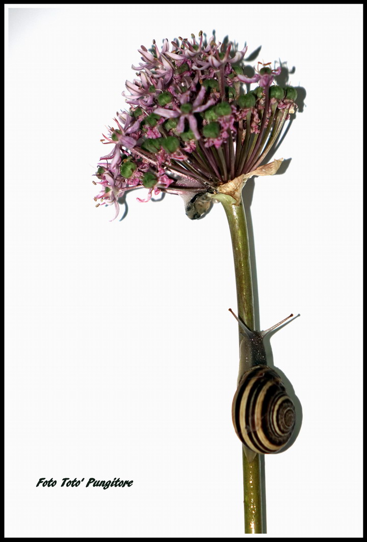 Composizione artistica