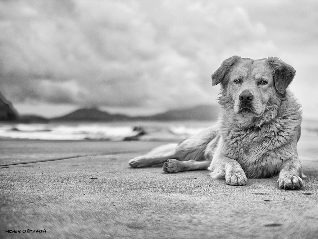 Il king di Torregaveta