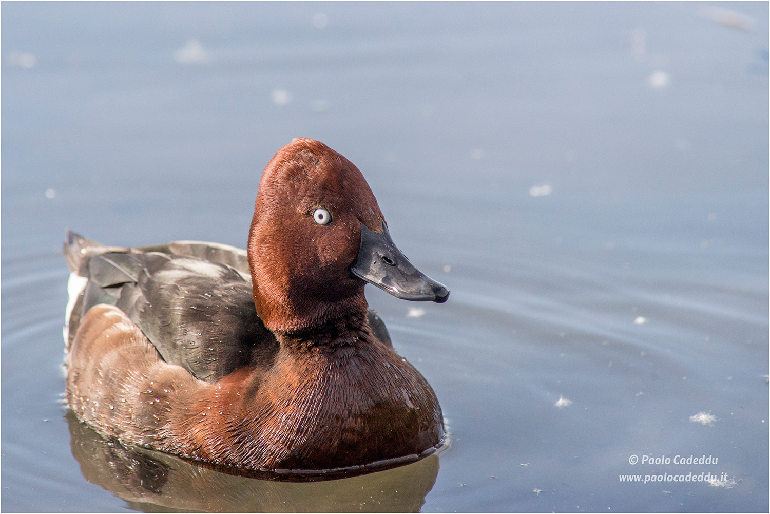 L'occhio dell'anatra