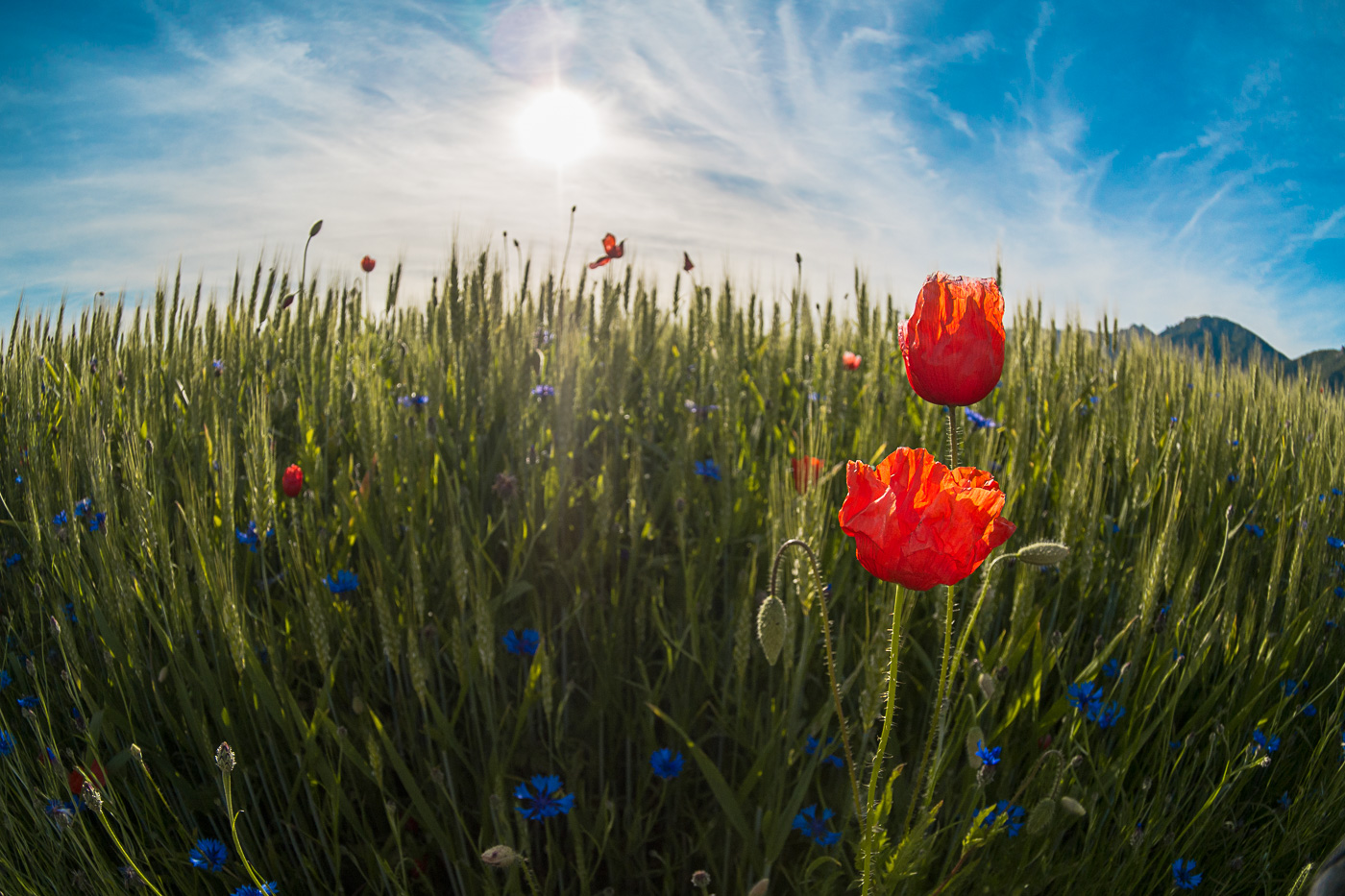 Poppy field