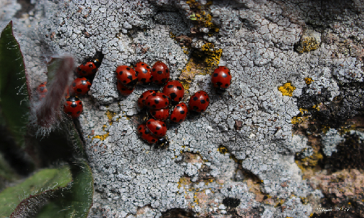 Coccinelle