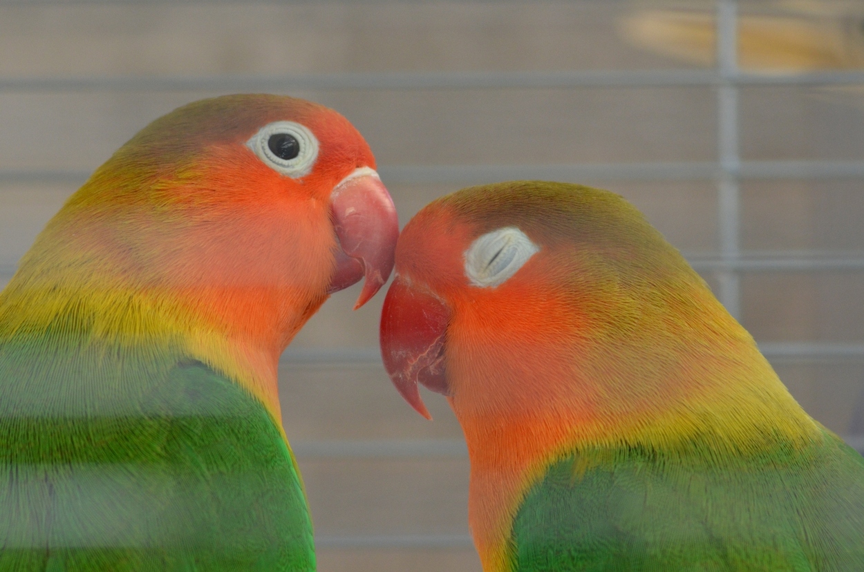 Amore dietro le sbarre