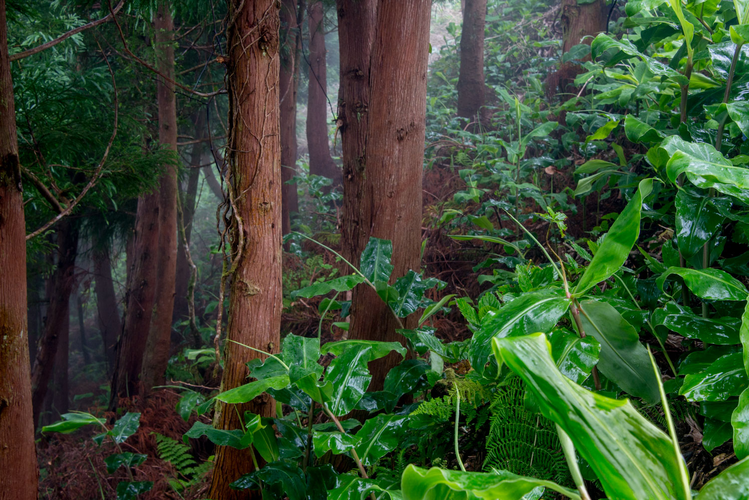 Portogallo...Azzorre...sottobosco...