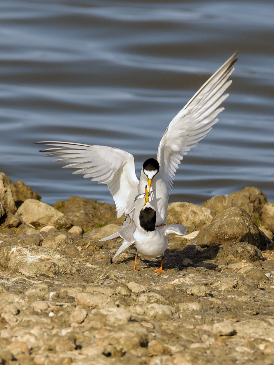 Il pasto prima dell'ammore